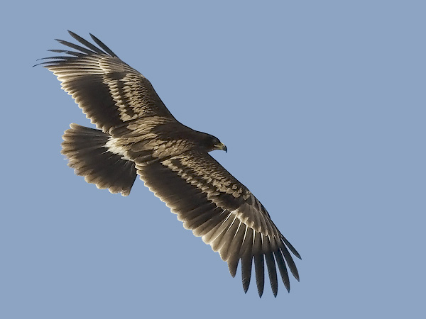 Kiljukotka, Greater Spotted Eagle, Clanga clanga